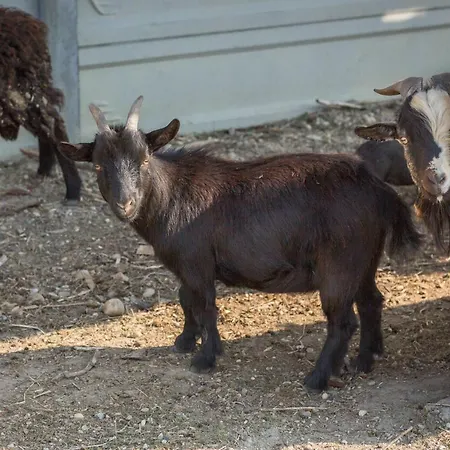 Ubytovanie Na Majeri Farm stay *
